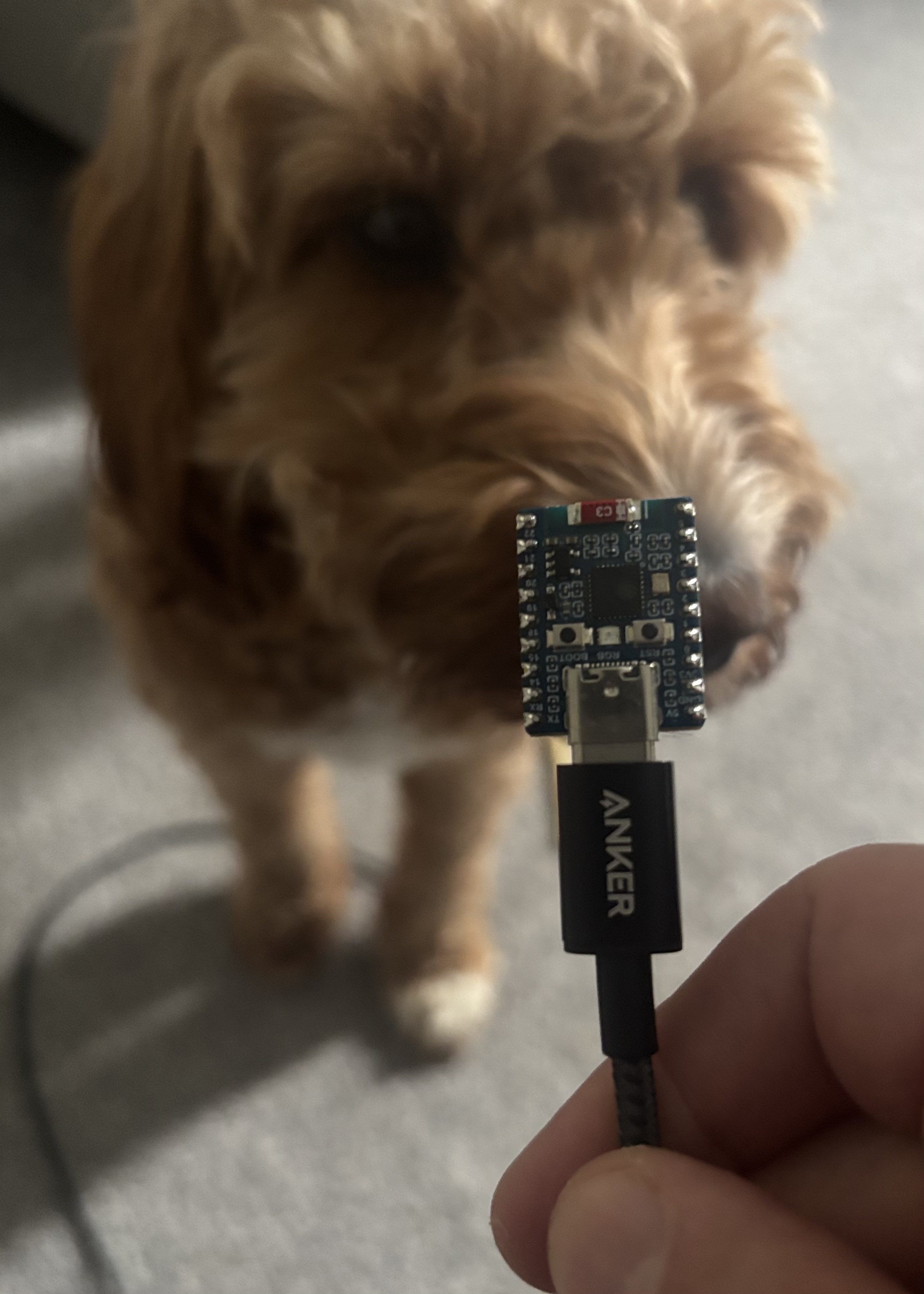 ESP32-C6 dev board, with a disapproving assistant